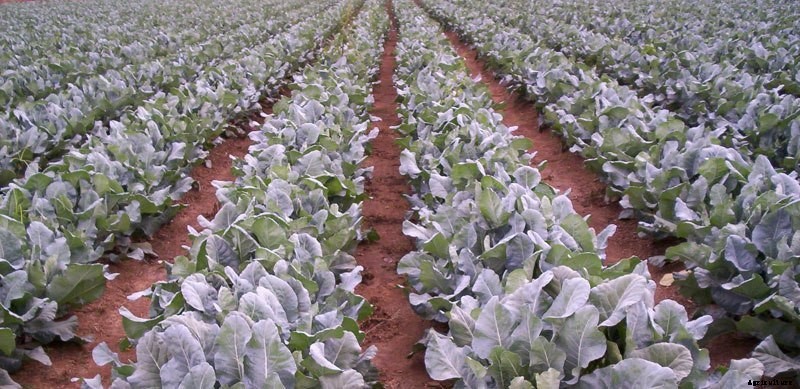 Cauliflower Farming (Ghobi) | Guide & Information