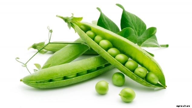 Profitable Green Peas (Matar) Farming; Information and Guide