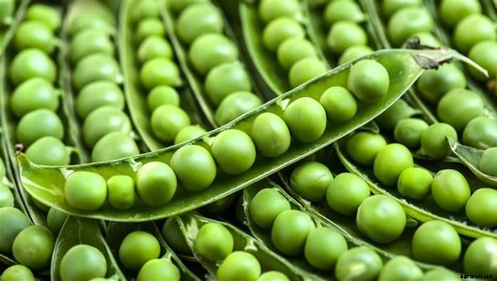 Profitable Green Peas (Matar) Farming; Information and Guide