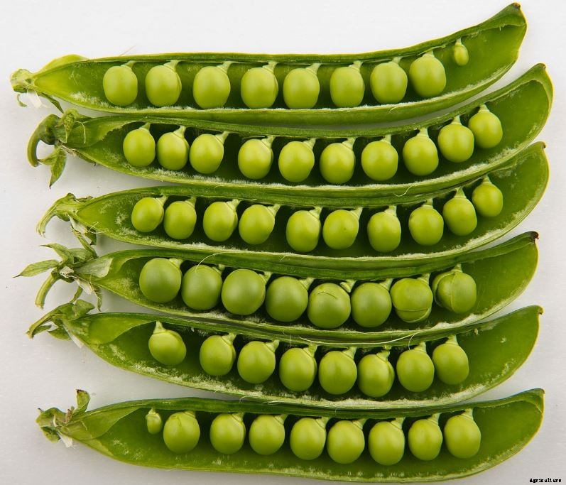 Profitable Green Peas (Matar) Farming; Information and Guide
