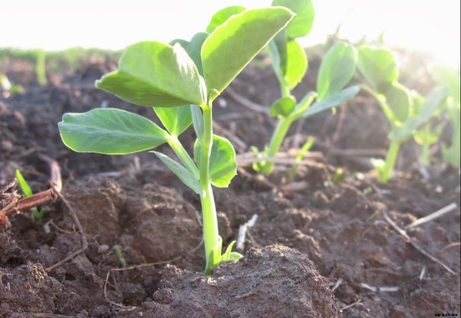 Profitable Green Peas (Matar) Farming; Information and Guide