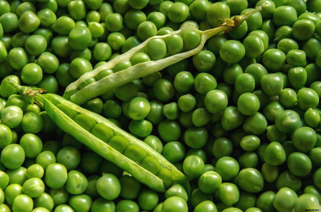 Profitable Green Peas (Matar) Farming; Information and Guide