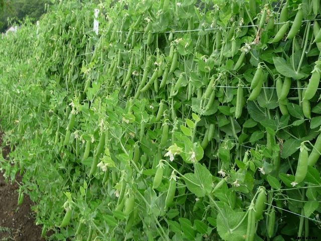 Profitable Green Peas (Matar) Farming; Information and Guide