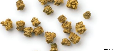 Beetroot Farming Detailed Information Guide for Beginners