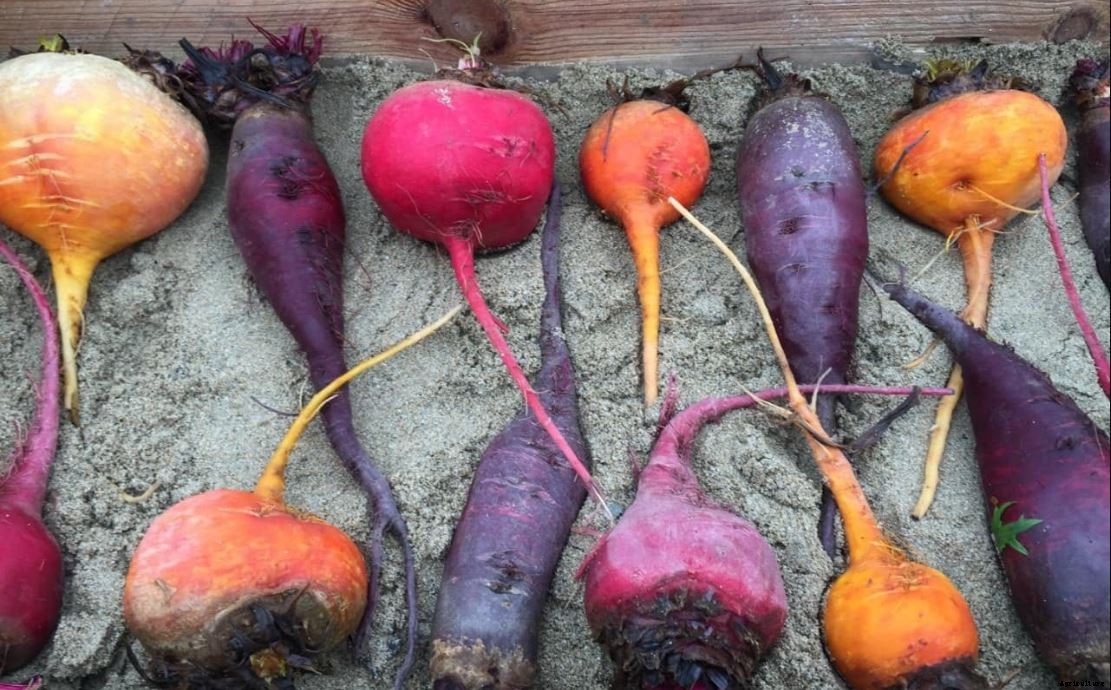 Beetroot Farming Detailed Information Guide for Beginners