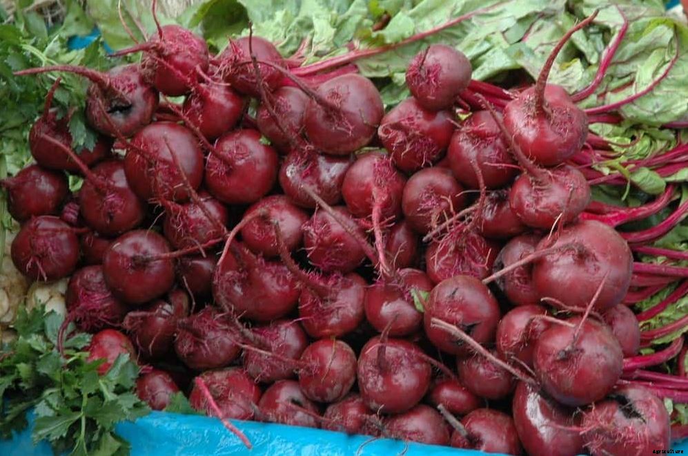 Beetroot Farming Detailed Information Guide for Beginners