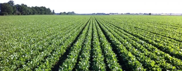 Beetroot Farming Detailed Information Guide for Beginners