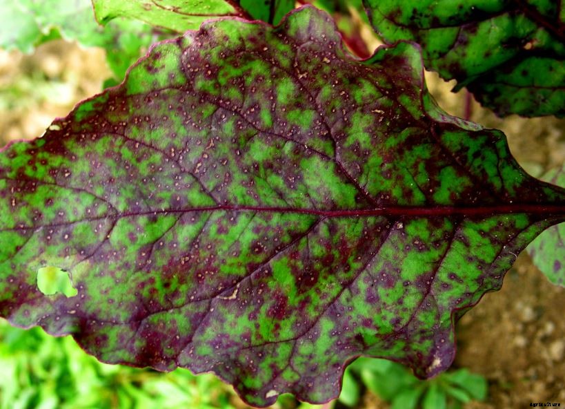 Beetroot Farming Detailed Information Guide for Beginners