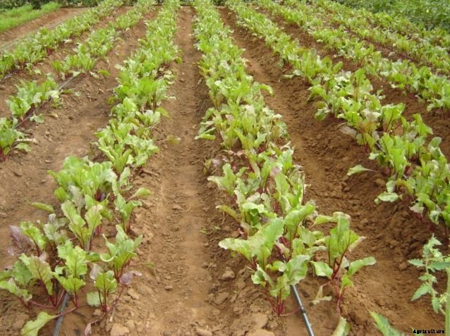 Beetroot Farming Detailed Information Guide for Beginners