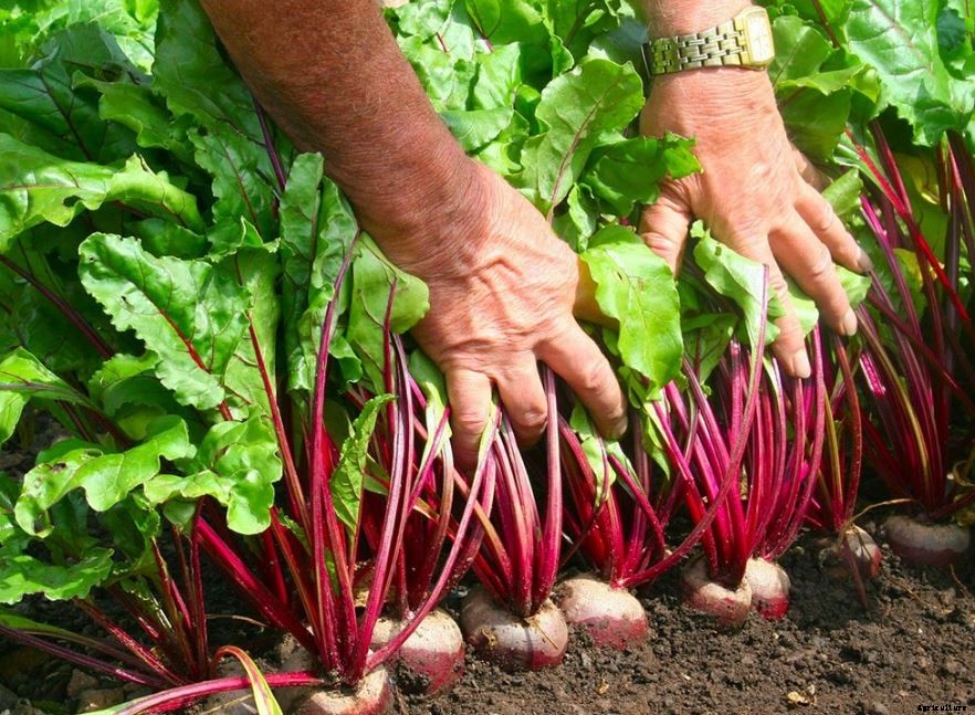 Beetroot Farming Detailed Information Guide for Beginners