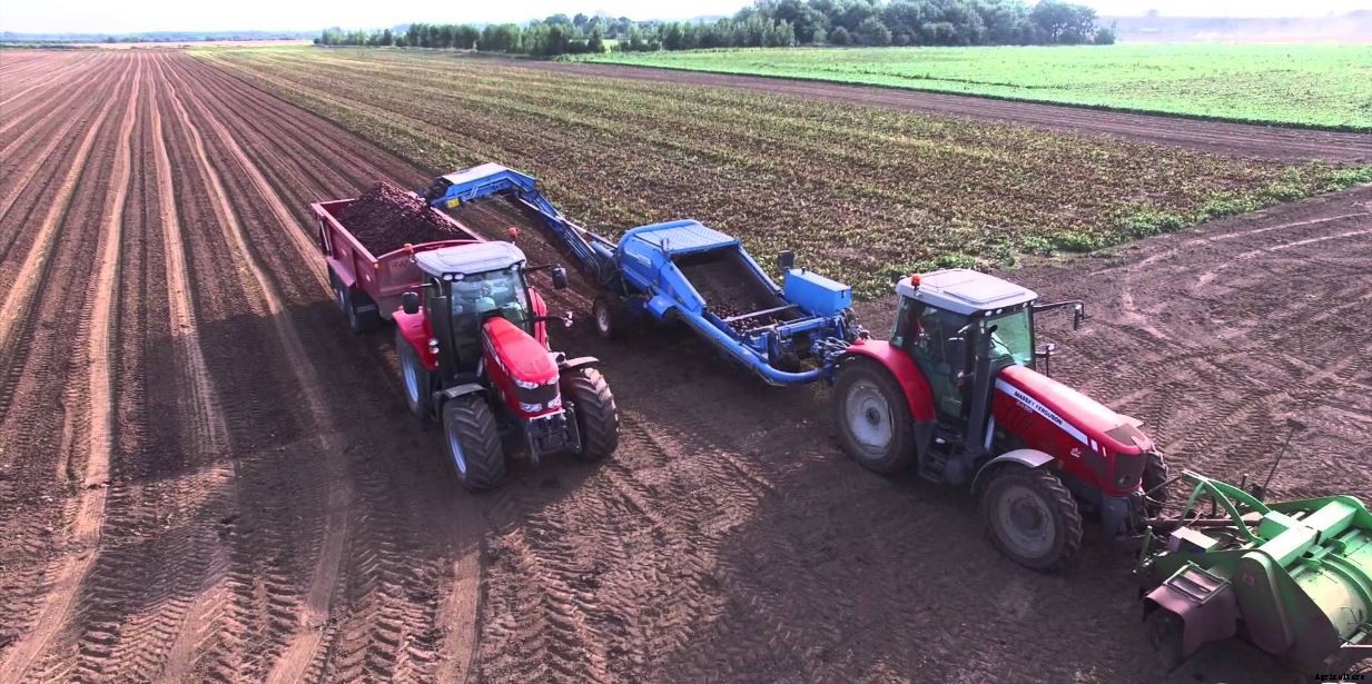 Beetroot Farming Detailed Information Guide for Beginners