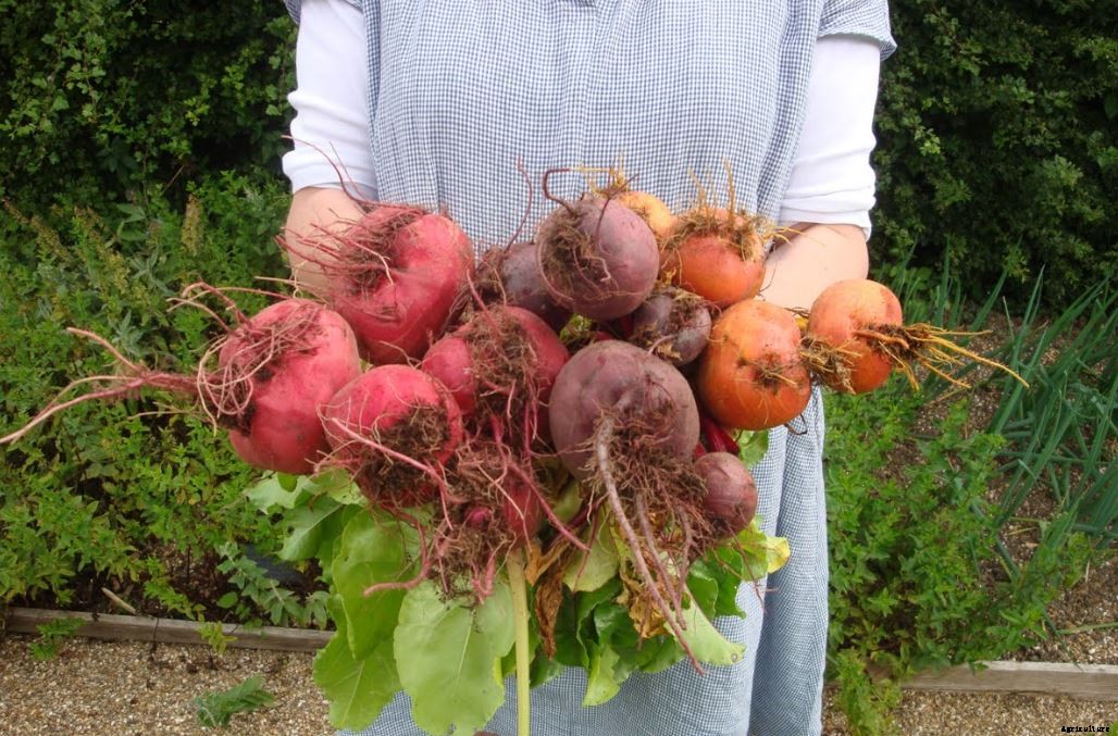 Beetroot Farming Detailed Information Guide for Beginners