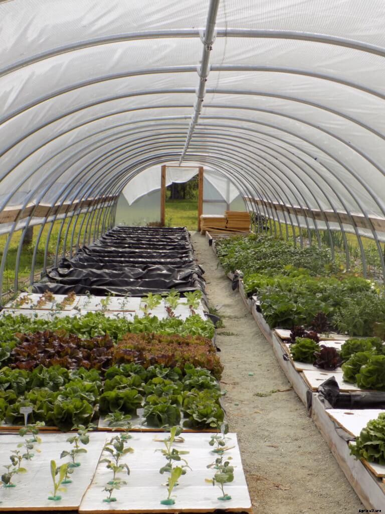 How To Start Growing With The Kratky Method