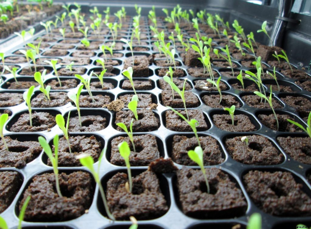 How To Choose Fluorescent Grow Lights For Your Farm