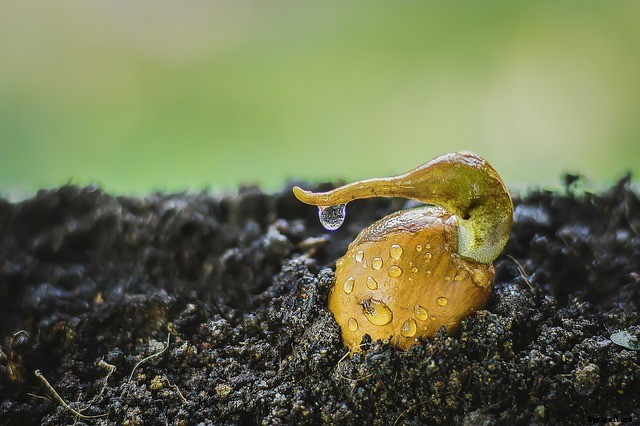 How to Achieve Your Best-Ever Hydroponic Germination Rates