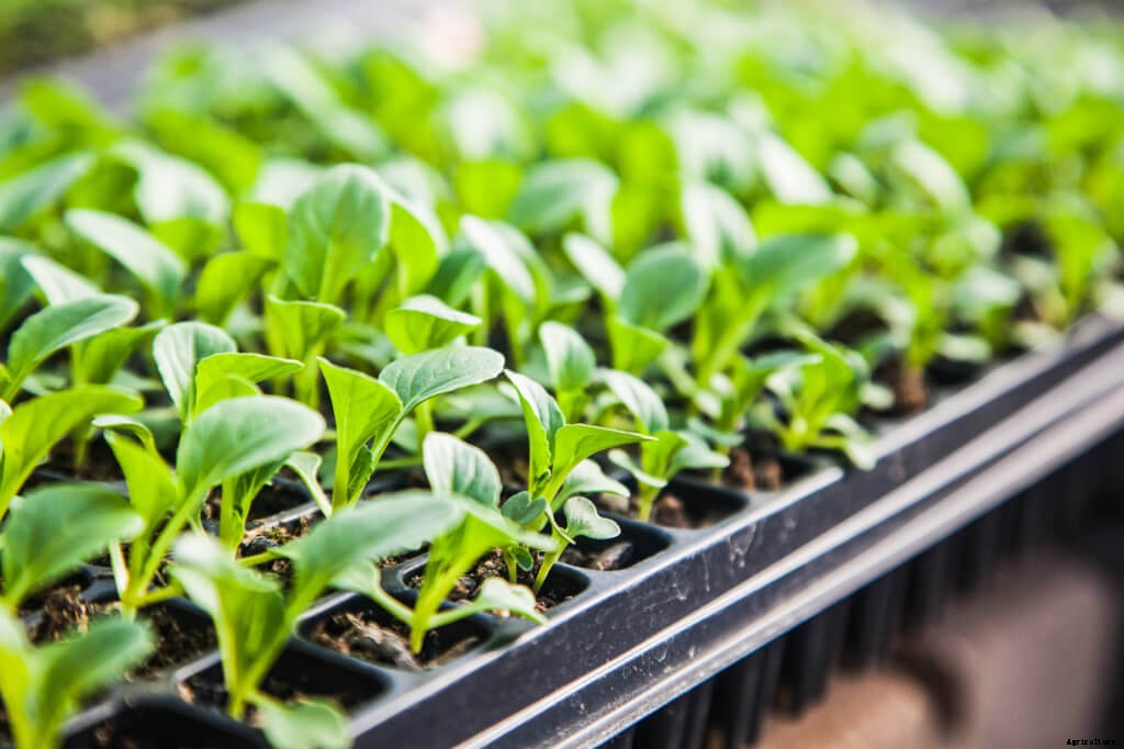 How to Achieve Your Best-Ever Hydroponic Germination Rates