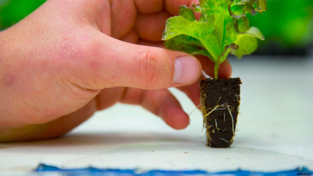 How to Achieve Your Best-Ever Hydroponic Germination Rates
