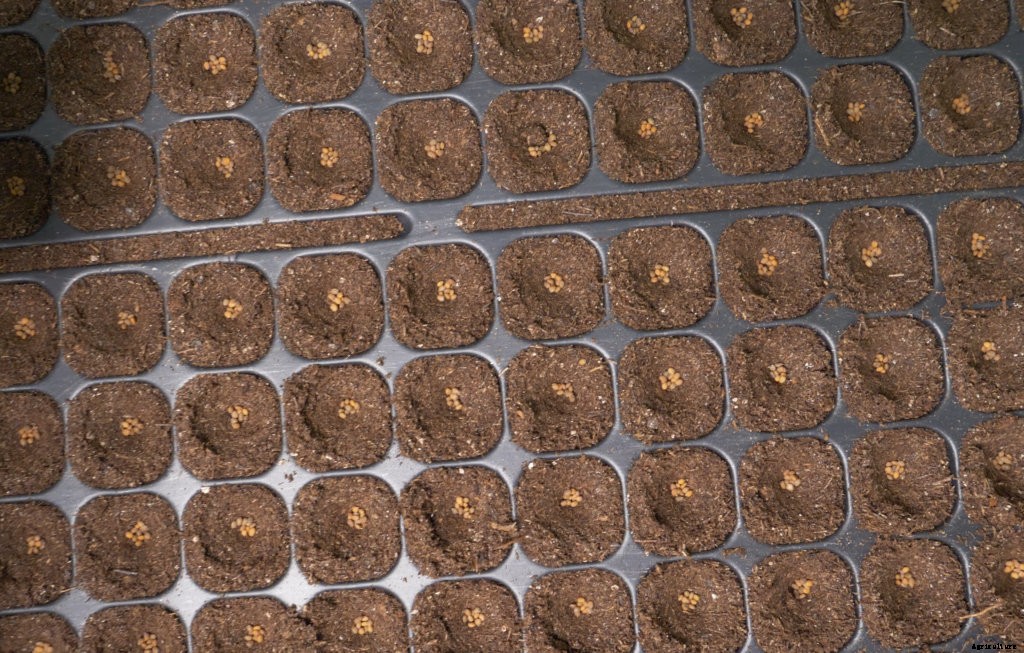 How to Accurately Compensate for Seedling Loss