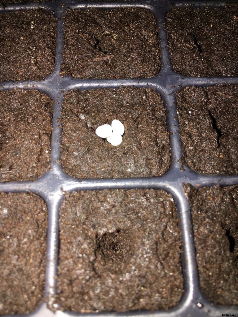 How to Accurately Compensate for Seedling Loss