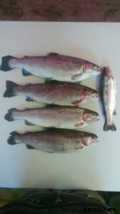 Aquaponics & Autism in the Netherlands—A Farmer Spotlight