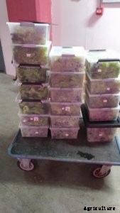 Aquaponics & Autism in the Netherlands—A Farmer Spotlight