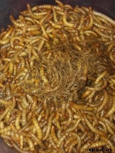 Aquaponics & Autism in the Netherlands—A Farmer Spotlight