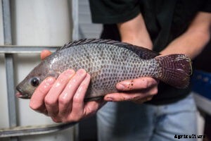 The Quick Reference Guide for Aquaponic Farmers