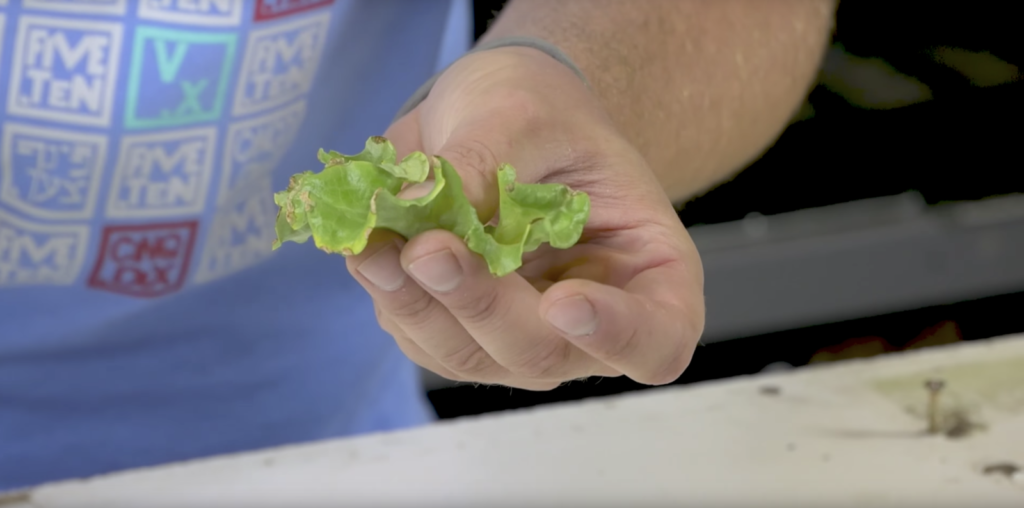 How to Identify a Calcium Deficiency in Aquaponics