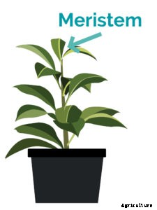 How to Identify a Calcium Deficiency in Aquaponics