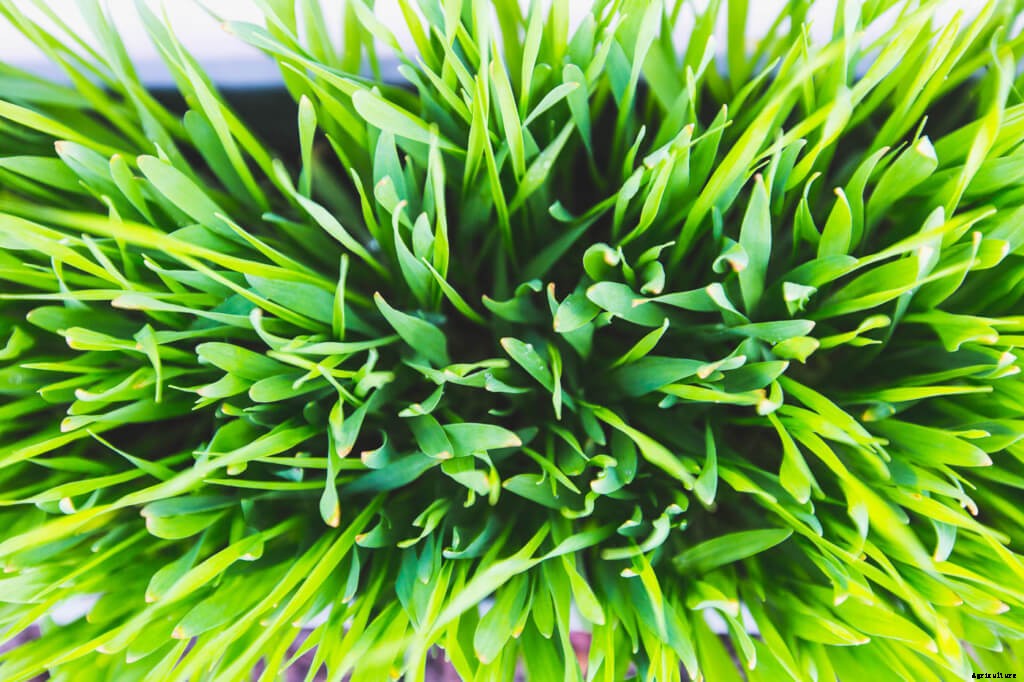 6 Things You Need to Know About Potassium in Aquaponics