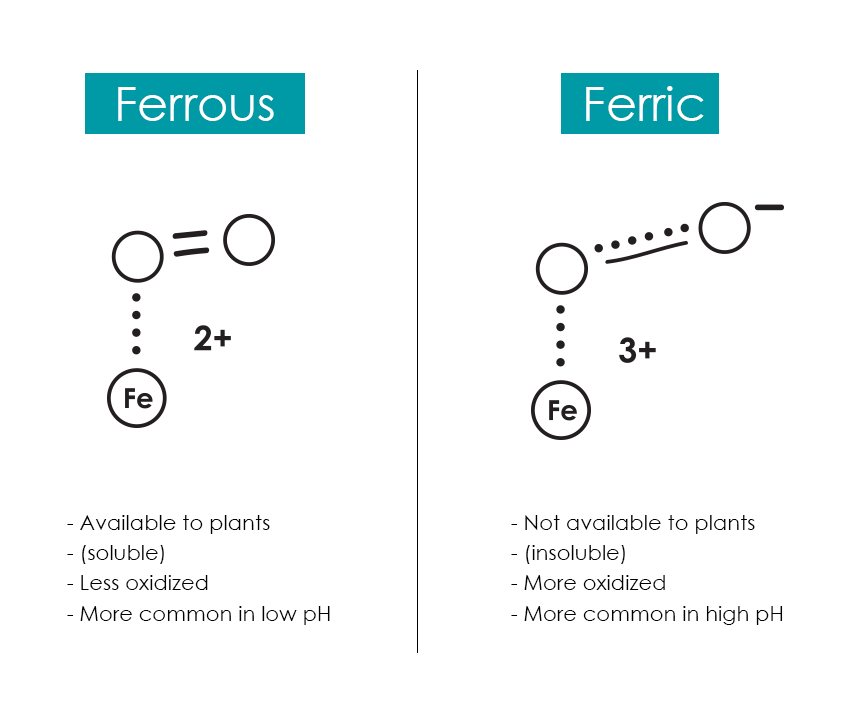 The Beginner’s Guide to Iron in Aquaponics