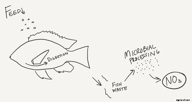 Everything You Need to Know About Nitrogen in Aquaponics