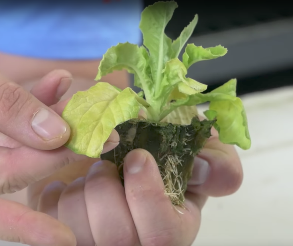 Everything You Need to Know About Nitrogen in Aquaponics