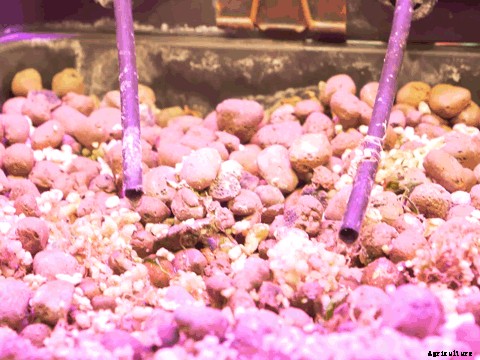 Hydroponic Drip Emitters: What You Need to Know