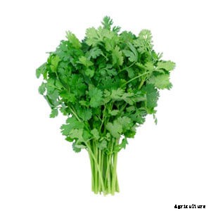 Are You Growing Cilantro in Hydroponics? Read This First!