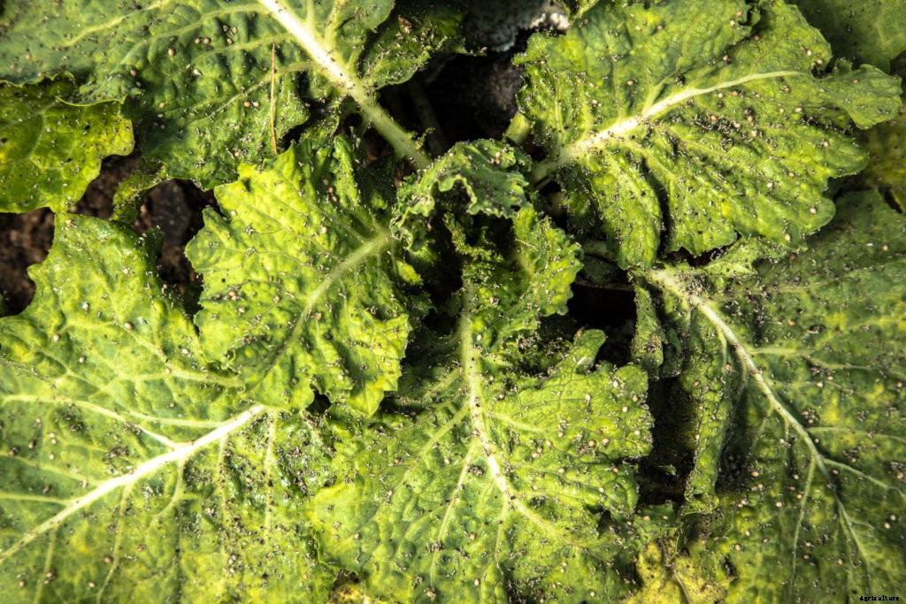 What You Need to Know To Get Farm Insurance