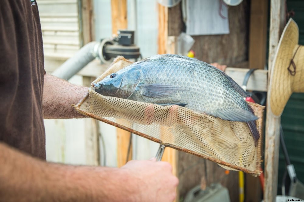 Aquaponics Vs. Hydroponics: Which is Better?