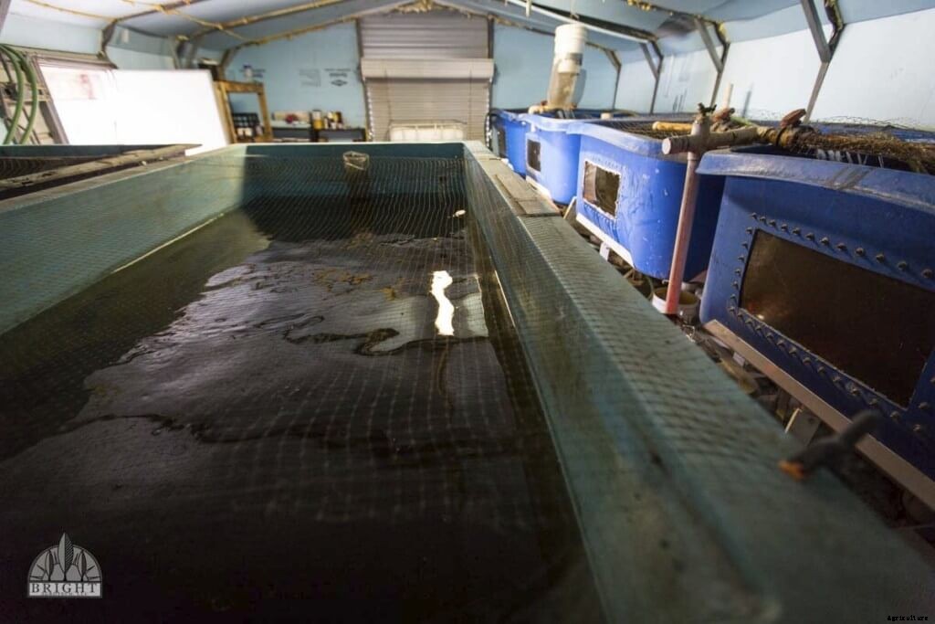 Aquaponics Vs. Hydroponics: Which is Better?