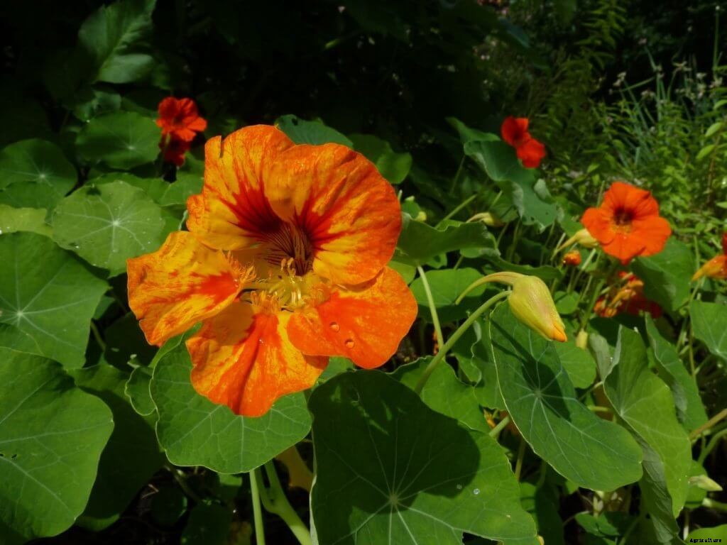 Everything You Need to Know About Growing Nasturtiums in Hydroponics