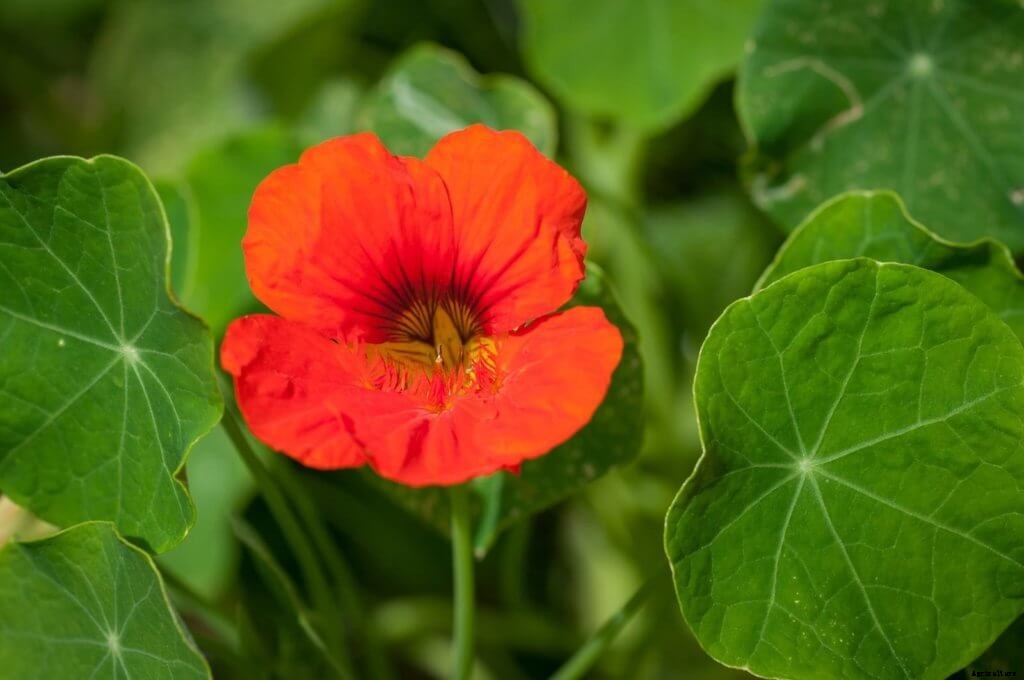 Everything You Need to Know About Growing Nasturtiums in Hydroponics