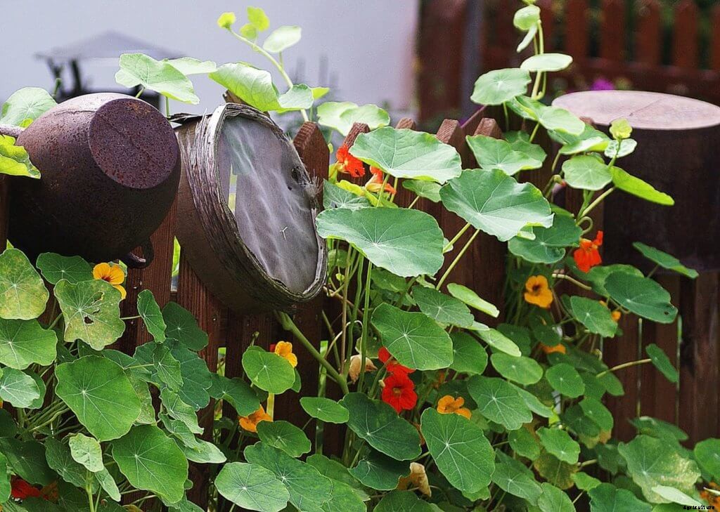 Everything You Need to Know About Growing Nasturtiums in Hydroponics