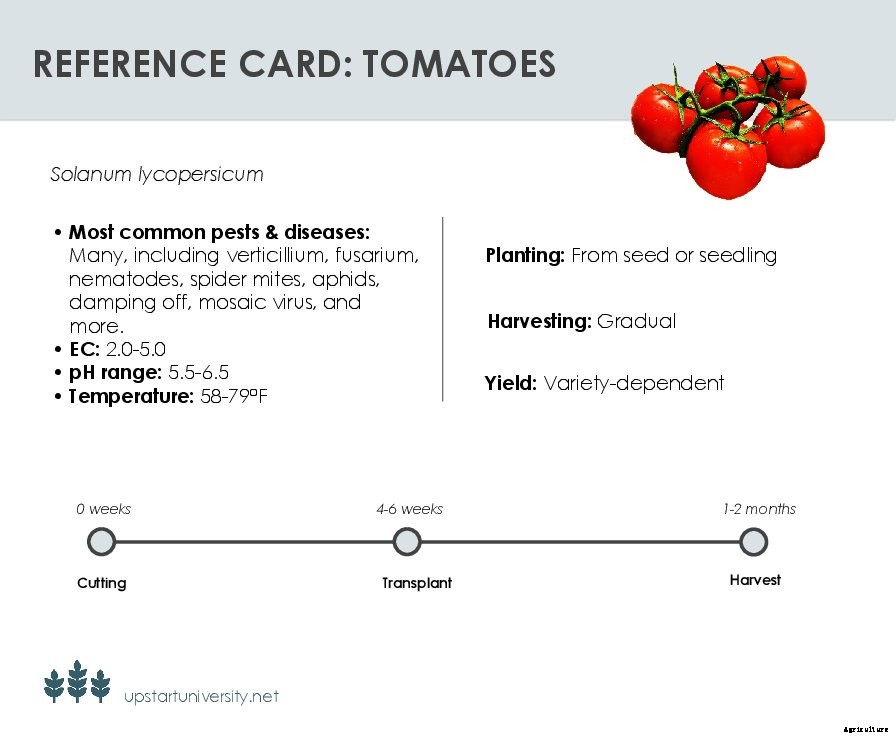 The Beginner’s Guide to Hydroponic Tomatoes