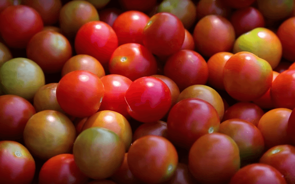 The Beginner’s Guide to Hydroponic Tomatoes