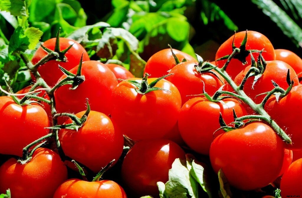 The Beginner’s Guide to Hydroponic Tomatoes
