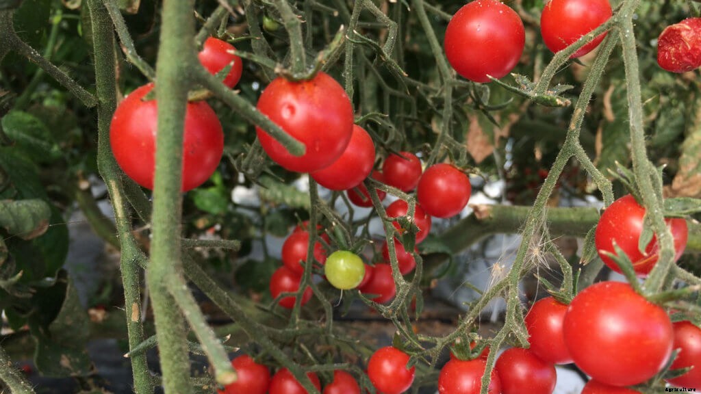 The Beginner’s Guide to Hydroponic Tomatoes