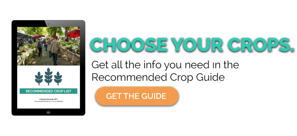 The Beginner’s Guide to Hydroponic Tomatoes