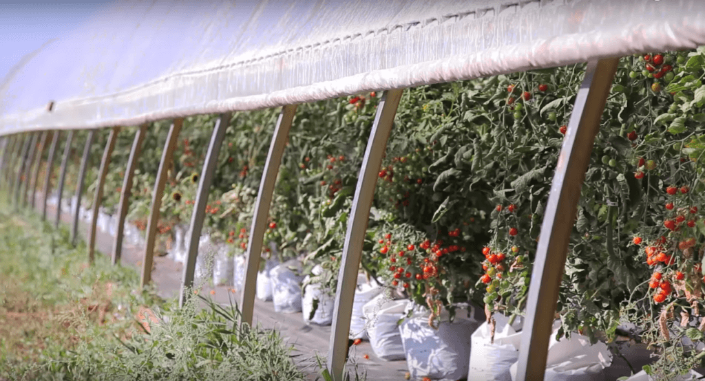 4 Simple Ways to Upgrade Your Hoop Houses this Summer