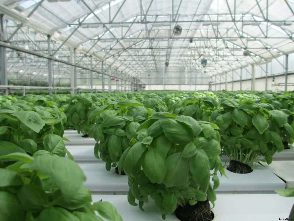 Pros & Cons of Crop Diversification for Indoor Farmers