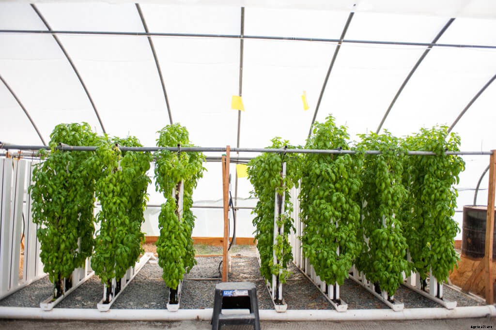 Pros & Cons of Crop Diversification for Indoor Farmers