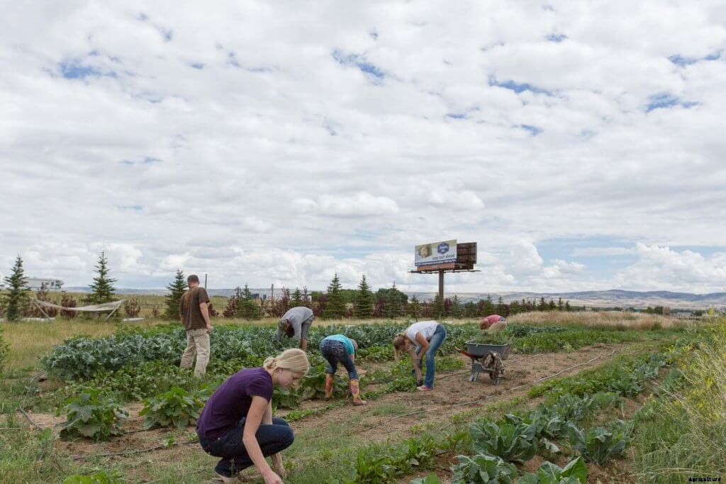 How to Find Indoor Farming Labor for Your Growing Farm